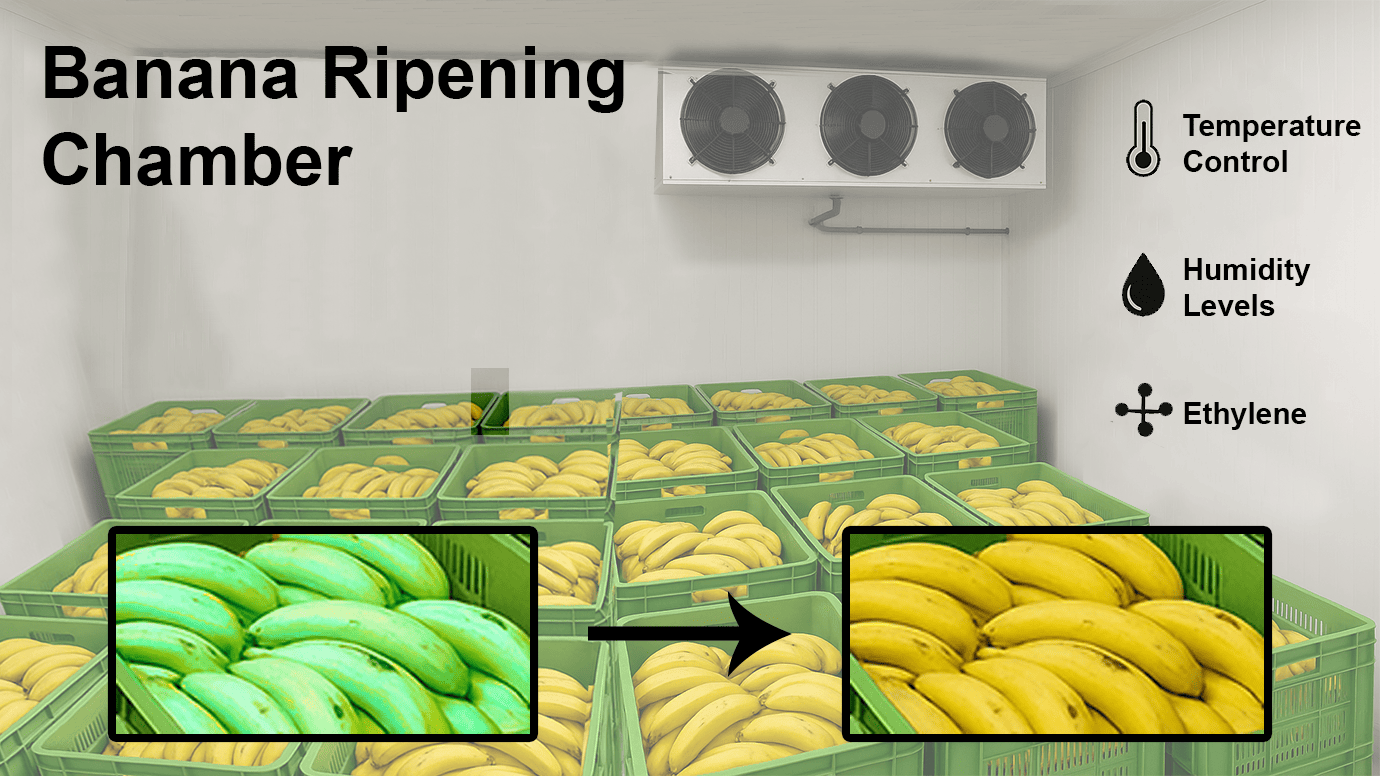Overview of Banana Ripening Process