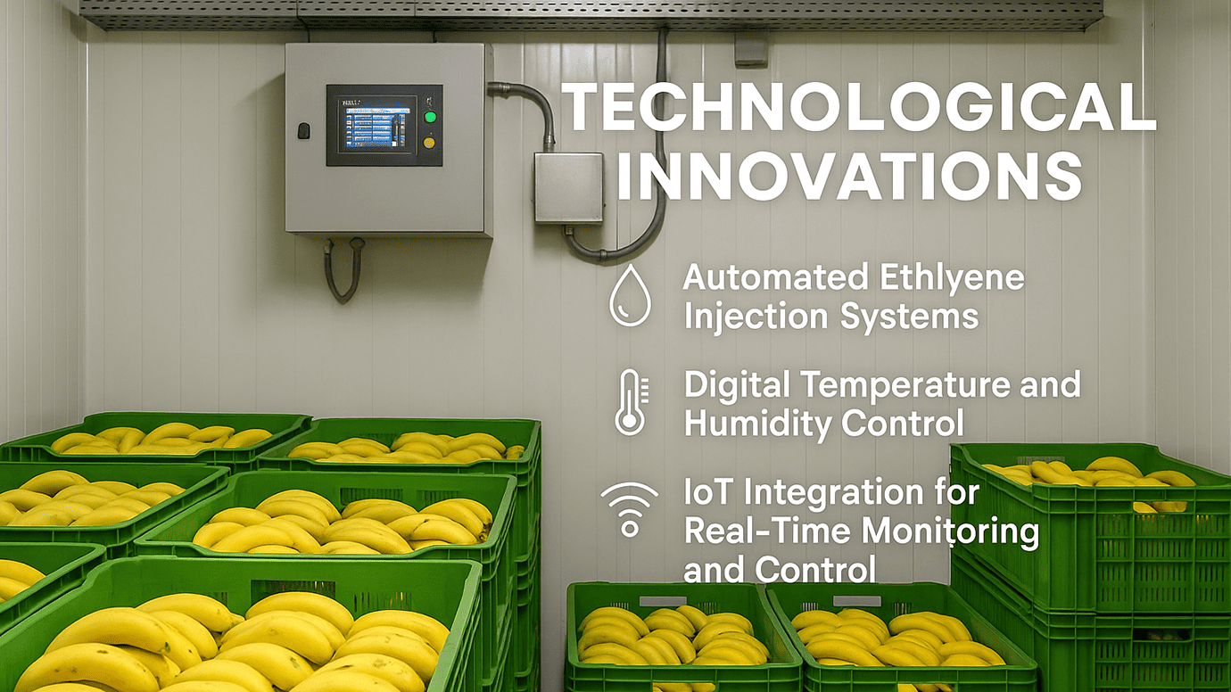 Technological Innovations in Banana Ripening Chambers